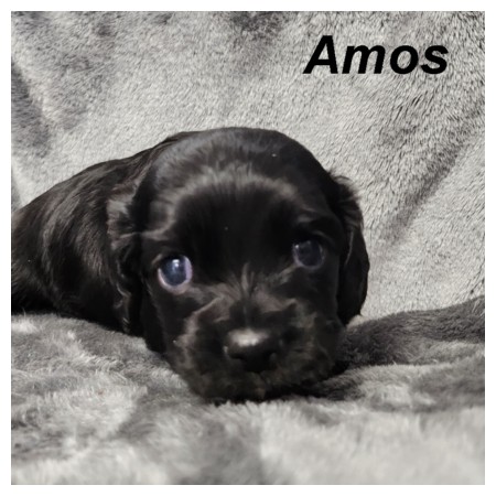 puppy, for, sale, Cockilear, Joe & Cherri  Overlease, dog, breeder, Miller, MO, dog-breeder, puppy-for-sale, forsale, nearby, find, puppyfind, locator, puppylocator, aca